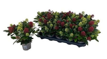 Skimmia jap. Duo Ø10,5 H=33 6+ BLM