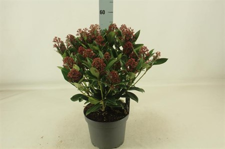 Skimmia jap. Rubella Ø23 H=55 STAD 2-3