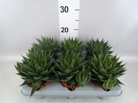 Gasteria Durban Ø510 H=15
