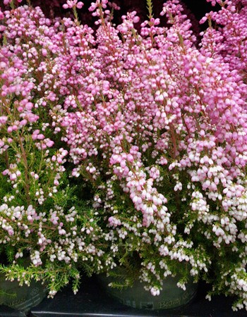Erica gracilis 'Bea Queen Sylvia' rosa Ø12 H=35