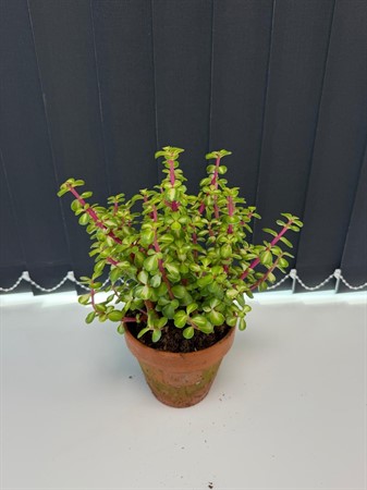 PORTULACA AFRA GRÖN 13Ø LER Ø13