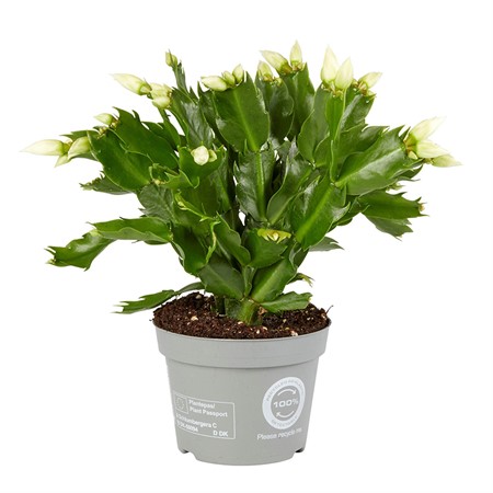 SCHLUMBERGERA 12 CM vita Ø12