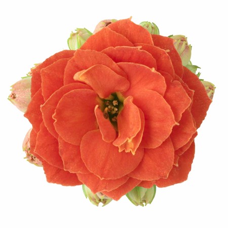 KALANCHOE R.F NILA 6 CM Ø6