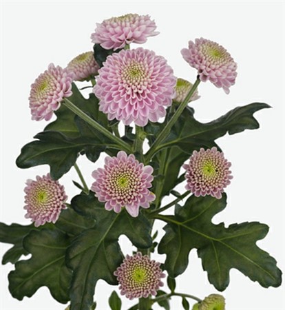 Chrys  Sant Rosa Ellison Sweet 55