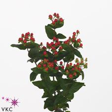 Hypericum Röd Coco Rio 65