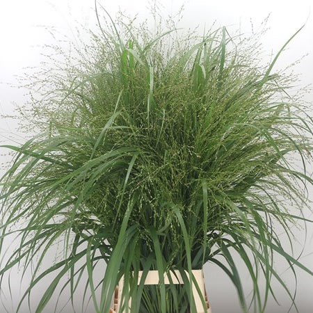 Panicum Squaw 90