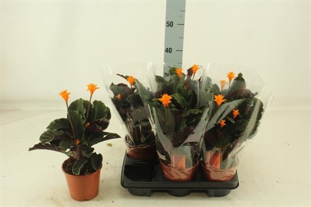 Calathea Crocata Ø14 H=40