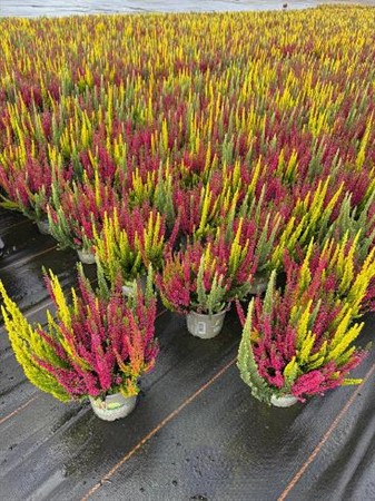 Calluna vulg. Beauty-Ladies Colorado Lights Ø13 H=25
