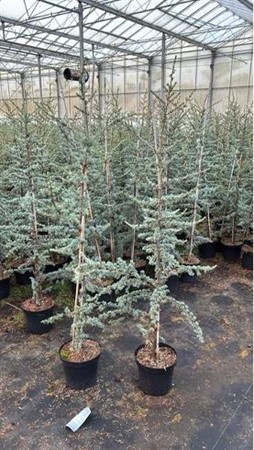 Cedrus libani Glauca Ø26 H=180