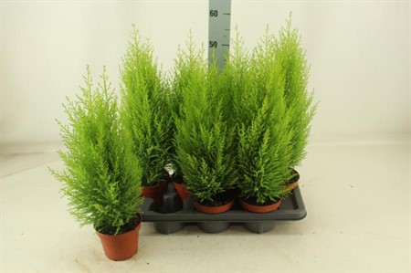 Cupressus macr. Goldcrest Wilma Ø14 H=60