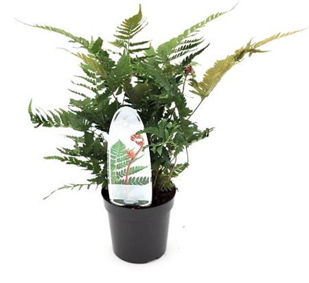 Dryopteris erythrosora Brilliance Ø11 H=15