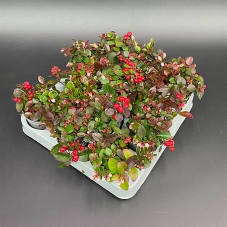 Gaultheria procumbens Big Berry Ø6 H=10