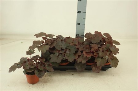 Heuchera micrantha Palace Purple Ø12 H=23
