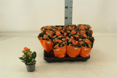 Kalanchoe double orange Ø9 H=20