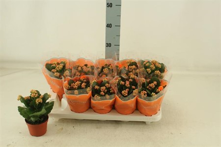 Kalanchoe gevuld bl. Sumo Orange Ø10,5 H=23