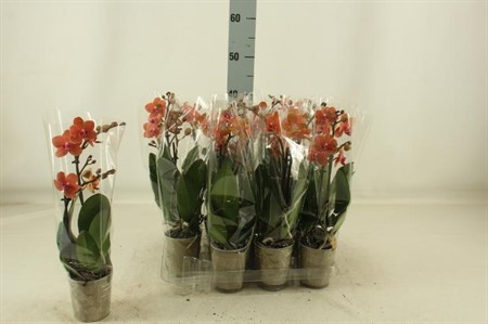 Phalaenopsis Kolibri Charm mix Ø9 H=35 2 TAK
