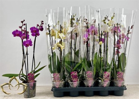 Phalaenopsis mix KLIPP Ø12 H=55 18+ BLM 3 TAK
