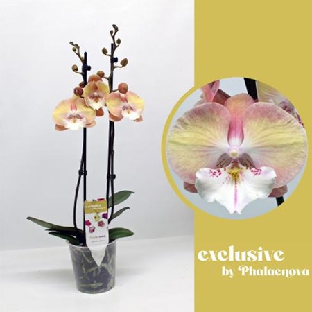 Phalaenopsis Tina Ø12 H=55 16+ BLM 2 TAK