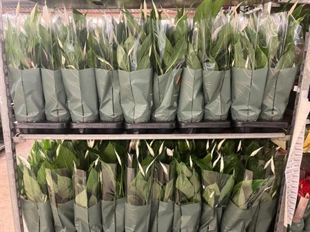 Spathiphyllum Strauss Ø13 H=50 4+ BLM