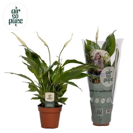 Spathiphyllum Torelli Ø12 H=40 4+ BLM