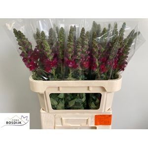Antirrhinum Avignon Dark Red H=75