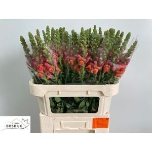 Antirrhinum Avignon Deep Orange H=75