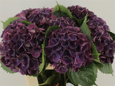 Hydrangea M Royal King H=80