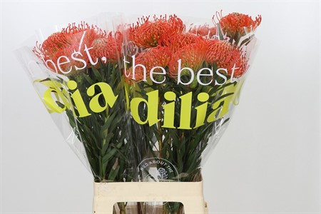 Leucospermum Co Succession H=70
