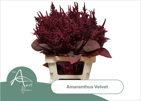 Amaranthus CR Velvet H=70