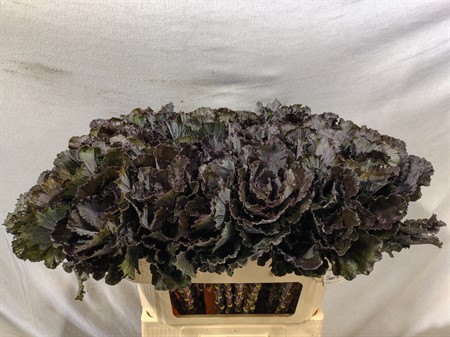 Brassica Black Leaf H=70
