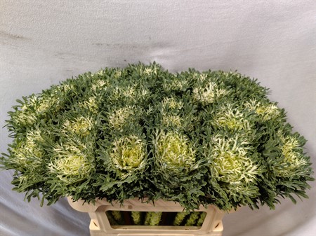 Brassica Crane Feather Snow H=70