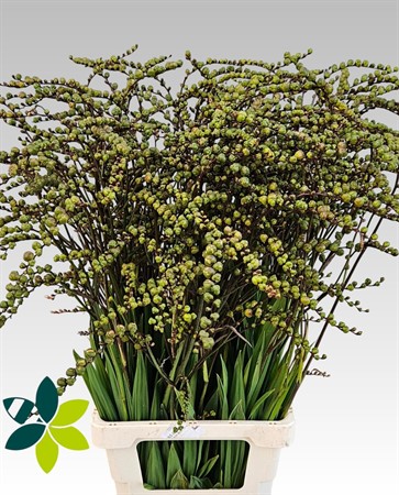 Crocosmia With Berry H=90