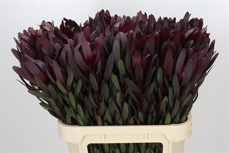 Leucadendron Safari Sunset H=80