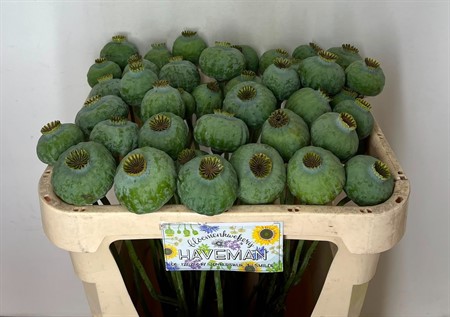 Papaver Som (seed Pod) H=65