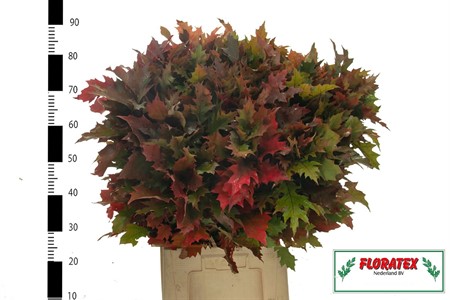 Quercus rubra H=80
