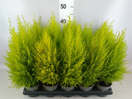 Cupressus macro. 'Goldcrest Wilma' pyramid Ø11 H=40