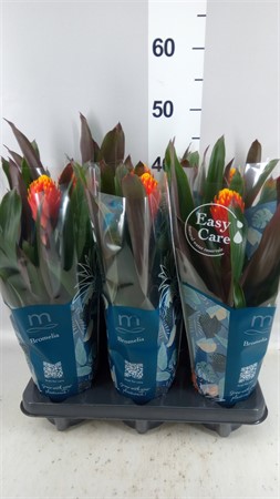 Guzmania 'Tala' in Mazie sleeve Ø12 H=43