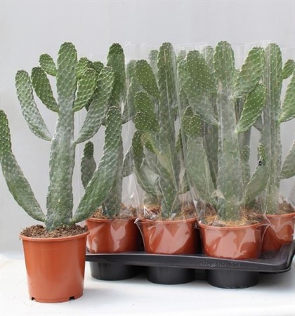 Opuntia branched Ø17 H=75