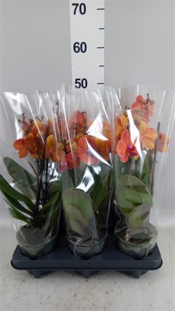 Phalaenopsis  Mekong multi orange 2 spike Ø12 H=40