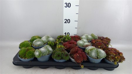 Sempervivum mix mixed in tray Ø9 H=10