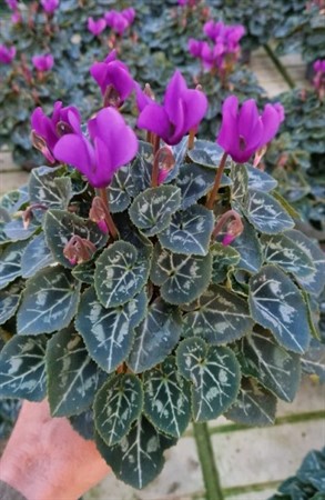 CYCLAMEN BLUE DRAGON' 10,5 CM Ø10.5