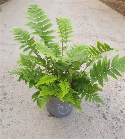DRYOPTERIS ATRATA 11 CM Ø11