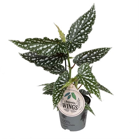 BEGONIA MACULA. 'WINGS BUBBLES Ø12