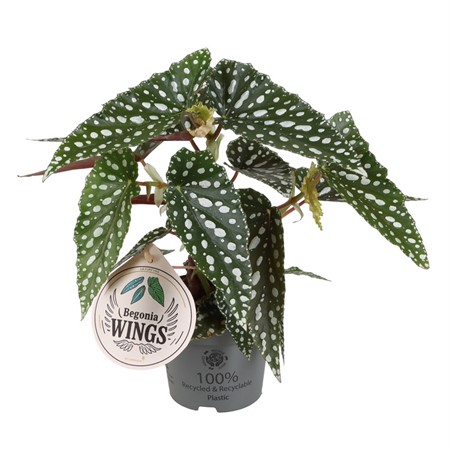 BEGONIA MACULA. 'WINGS ALBOPIT Ø12
