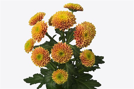 Chrys  Sant Orange Doria Orange 55