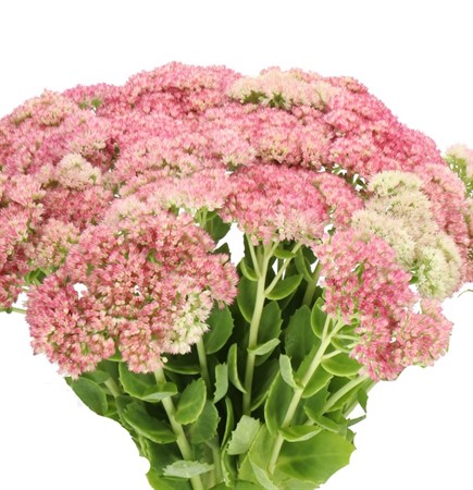 Sedum Spectabile grön/rosa 55