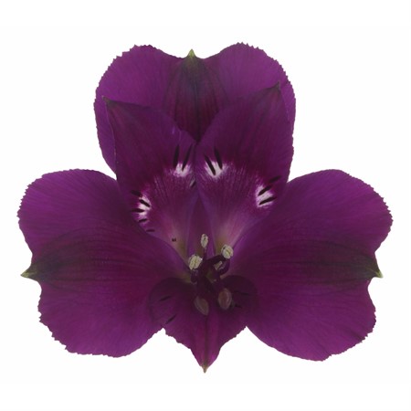 Alstro Lila Morado 75