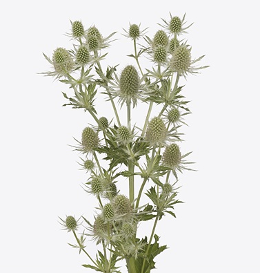 Eryngium Magical White Lagoon 50