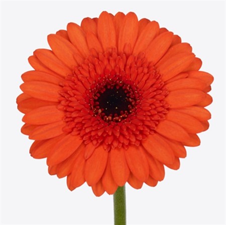 Germini Orange Caramba 50