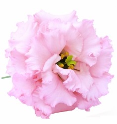 Lisianthus Alissa Light Pink 70